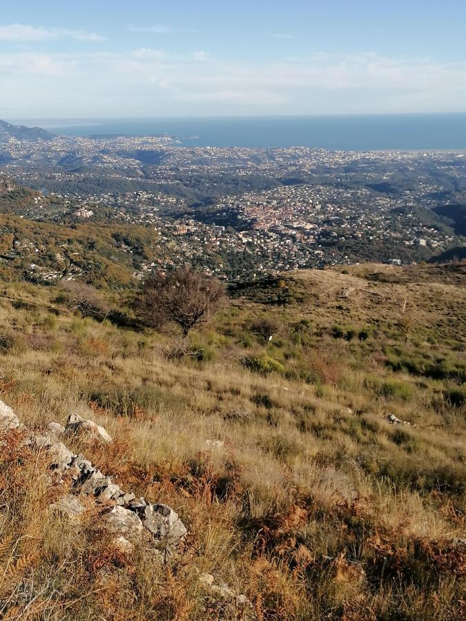 Studio Au Milieu D Une Oliveraie Le Mas De La Huppe Tourrettes-sur-Loup Luaran gambar